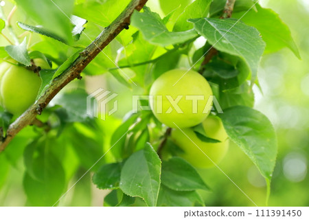 樹上的李子果子 樹上的李子果子 111391450
