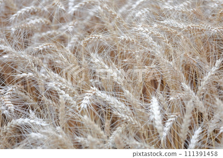 A wheat field that gives thanks for nature's blessings 111391458