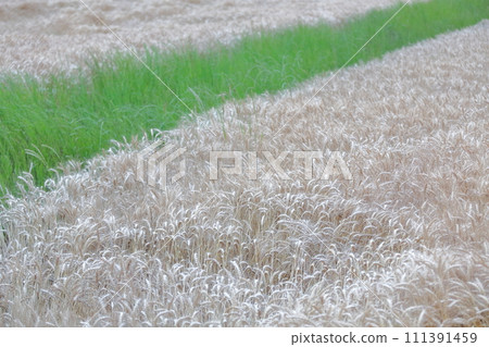 A wheat field that gives thanks for nature's blessings A wheat field that gives thanks for nature's blessings 111391459