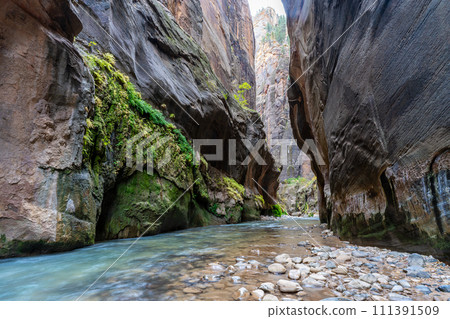 美國錫安國家公園狹窄小徑上山谷中生長的苔蘚和美麗的溪流 111391509