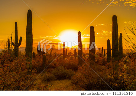 美國仙人掌國家公園日落和巨型仙人掌 111391510