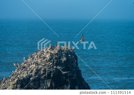 褐鵜鶘聚集在美國西海岸的岩石上 111391514