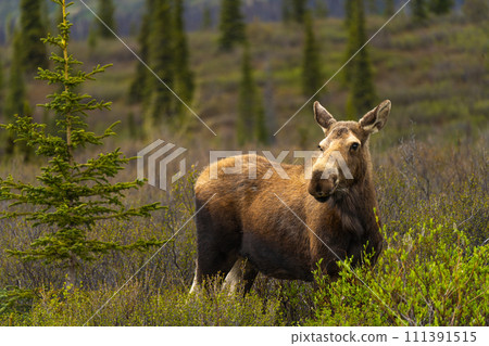 A female moose emerges from the bushes in Denali National Park, Alaska 111391515