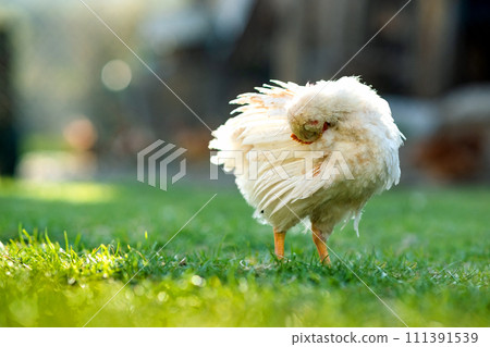 Hen feed on traditional rural barnyard. Close up of chicken standing on barn yard with green grass. Free range poultry farming concept. 111391539