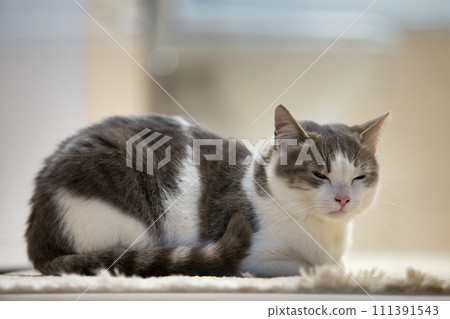 Profile portrait of young nice small cute smart white and gray domestic cat kitten with smiling expression on white copy space background. Keeping animal pet at home, wildlife concept. Profile portrait of young nice small cute smart white and gray domestic cat kitten with smiling expression on white copy space background. Keeping animal pet at home, wildlife concept. 111391543