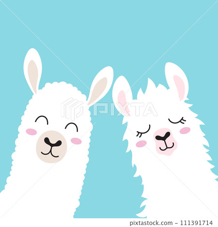 cute llamas faces 111391714