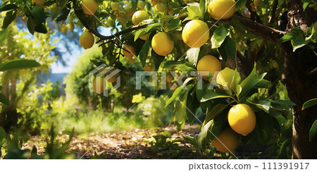 Ripe lemons growing on a lemon tree in the garden. Close-up of lemons and lemon trees in sunlight 111391917