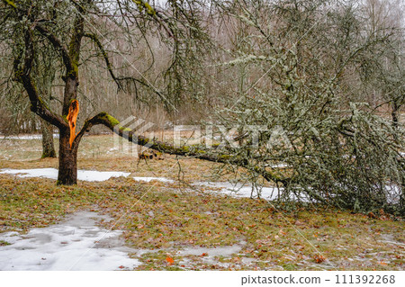 A branch of a very old apple tree is broken A branch of a very old apple tree is broken 111392268