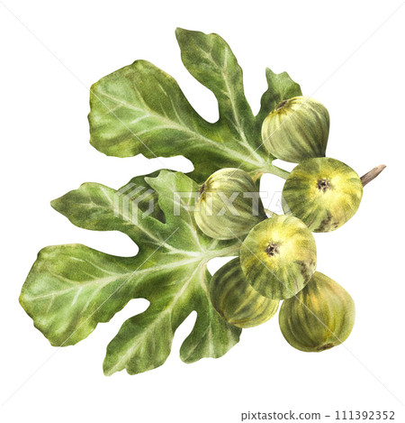 A branch of juicy, ripe green figs with leaves and whole fruit Food, plant, botanical clipart for card, jam label, sticker, price tag, logo Hand drawn watercolor illustration Isolated white background A branch of juicy, ripe green figs with leaves and whole fruit Food, plant, botanical clipart for card, jam label, sticker, price tag, logo Hand drawn watercolor illustration Isolated white background 111392352