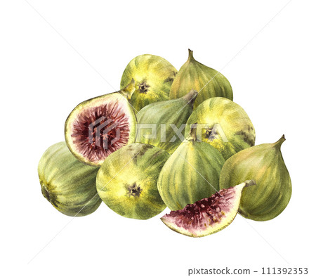 A pile of ripe, juicy green figs, picked whole fruit in various shapes. Food, plant clipart for card, label, sticker, logo, price tag Hand drawn watercolor illustration. Isolated on white background A pile of ripe, juicy green figs, picked whole fruit in various shapes. Food, plant clipart for card, label, sticker, logo, price tag Hand drawn watercolor illustration. Isolated on white background 111392353
