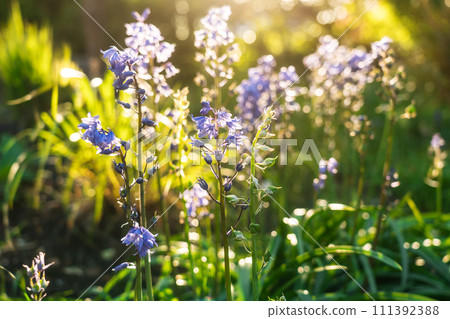 Close up Native british bluebells, latin name Hyacinthoides non-scripta, bulbous perennial plants found in woodlands in sunset light. Blue wild flowers. Bluebells woodland forest nature background. 111392388