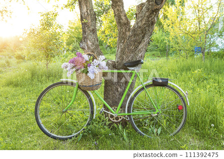 Spring leisure activities concept; Vintage wicker basket with bunch of lilac on a old bicycle in a sunny spring park 111392475