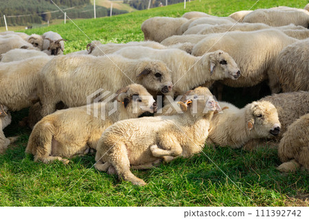 Sheeps in a meadow on green grass. Flock of sheep grazing in a hill. European mountains traditional shepherding in high-altitude fields. Farming outdoor. Sheeps in a meadow on green grass. Flock of sheep grazing in a hill. European mountains traditional shepherding in high-altitude fields. Farming outdoor. 111392742
