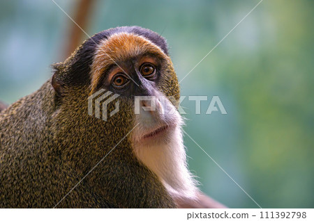 Close-up of De Brazza's Monkey in natural habitat 111392798