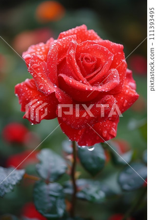 A vibrant red rose in full bloom, its petals glistening with morning dew 111393495