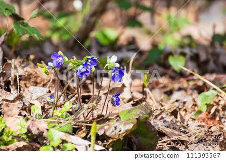 Blue wild spring flowers grow in the forest. Hepatica is a genus of  herbaceous perennials 111393567