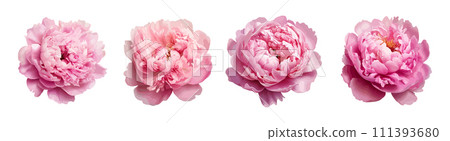 Pink peony vector set isolated on white background 111393680