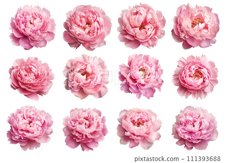 Pink peony vector set isolated on white background 111393688