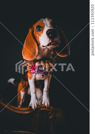 比格犬在黑色背景下拍照 比格犬在黑色背景下拍照 111393920