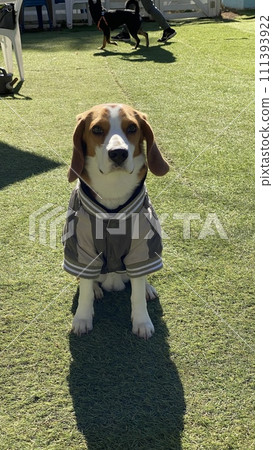 比格犬坐下 111393922