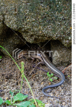 Japanese lizard resting in the shadow of a rock Japanese lizard resting in the shadow of a rock 111394440