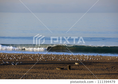 Wave breaks on shore of beach in LA with lots of birds hanging out 111394479