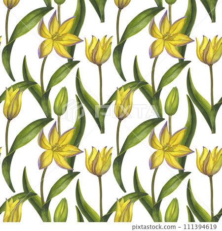 Yellow flowers seamless pattern. Bieberstein tulip. Lily. Early spring blooming. Hand-drawn watercolor illustration isolated on white background. For textile, print, wrapping 111394619