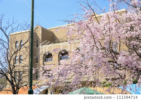 Cherry blossoms in full bloom at Tsurumai Park, Nagoya City, and Nagoya City Public Hall 111394714