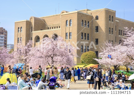 Cherry blossoms in full bloom at Tsurumai Park, Nagoya City, and Nagoya City Public Hall 111394715