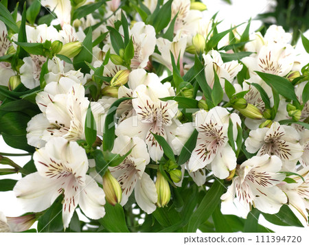 六出花切花 111394720