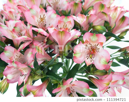 六出花切花 111394721