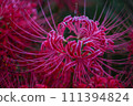 Cluster amaryllis 2 111394824