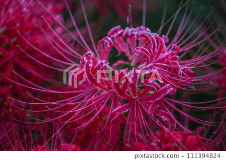 Cluster amaryllis 2 Cluster amaryllis 2 111394824