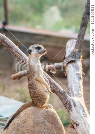 Meerkat, Suricata suricatta, on hind legs. Portrait of meerkat standing on hind legs with alert expression. Portrait of a funny meerkat sitting on its hind legs. Meerkat, Suricata suricatta, on hind legs. Portrait of meerkat standing on hind legs with alert expression. Portrait of a funny meerkat sitting on its hind legs. 111395031