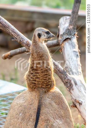 Meerkat, Suricata suricatta, on hind legs. Portrait of meerkat standing on hind legs with alert expression. Portrait of a funny meerkat sitting on its hind legs. Meerkat, Suricata suricatta, on hind legs. Portrait of meerkat standing on hind legs with alert expression. Portrait of a funny meerkat sitting on its hind legs. 111395033