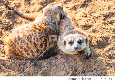 A group of cute meerkats. Meerkat Family are sunbathing. A group of cute meerkats. Meerkat Family are sunbathing. 111395034