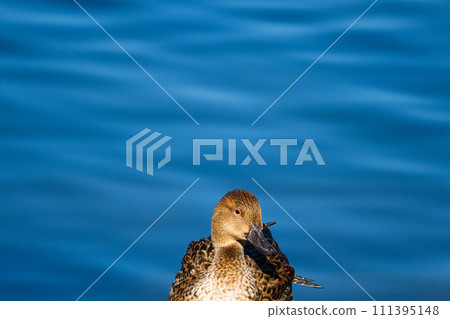 Duck relaxing on the water surface 111395148