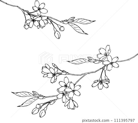 用鋼筆畫的野櫻花插畫 111395797