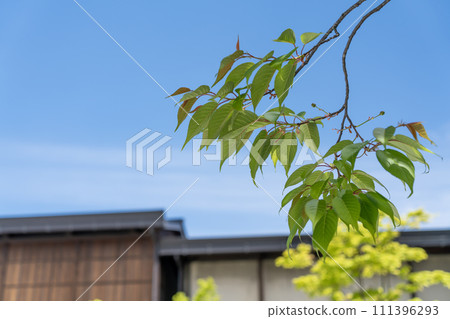 Fresh green cherry blossom leaves and berries shine against the blue sky Fresh green cherry blossom leaves and berries shine against the blue sky 111396293