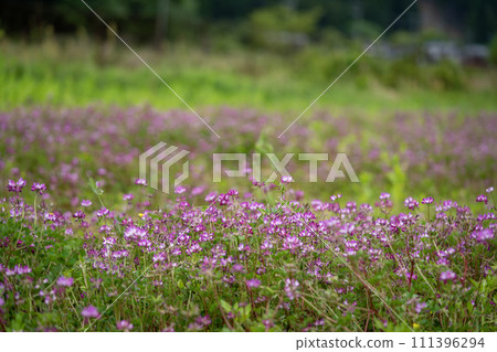 蓮花成簇生長 蓮花成簇生長 111396294