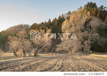 栃木柳樹和上宮銀杏(那鬚町) 栃木柳樹和上宮銀杏(那鬚町) 111396873
