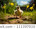 Cute Duckling Exploring a Sunny Meadow 111397010