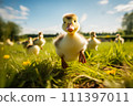 Cute Duckling Exploring a Sunny Meadow 111397011