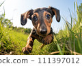 Curious Dachshund Puppy Exploring the Great Outdoors 111397012