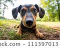 Dachshund Puppy in Lush Field 111397013