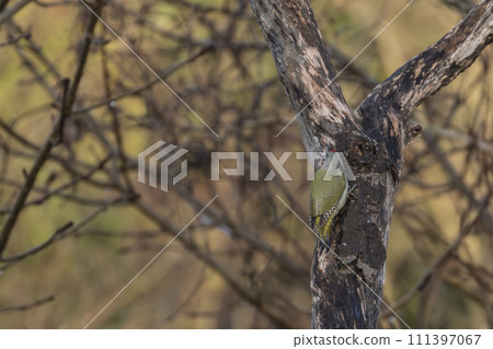 A woodpecker perched on an old tree looking for food 111397067