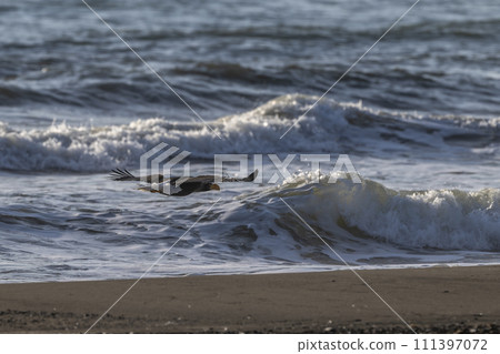 Steller's sea eagle flying on the water's edge 111397072