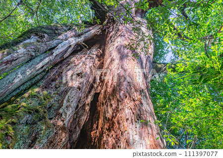Yakusugi Cedars, Shiratani Unsuikyo Gorge, Yakushima (Autumn) 111397077