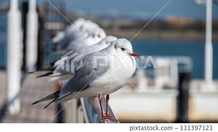 黑頭鷗 琵琶湖大津港 黑頭鷗 琵琶湖大津港 111397121