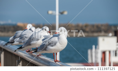 Black-headed Gull Lake Biwa Otsu Port 111397125